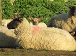 SX18029 Sheep and lamb.jpg